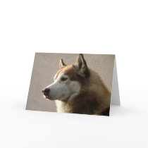 Siberian Husky Dogs cards