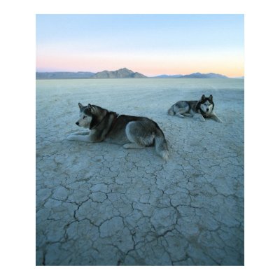 Siberian Husky Dogs, Global Warming poster
