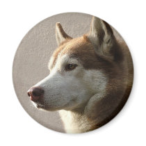 Siberian Husky Dogs Refrigerator Magnets