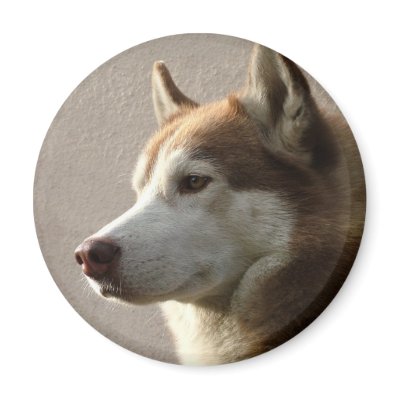 Siberian Husky Dogs Fridge Magnet