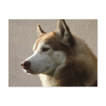 Siberian Husky Dogs postcards