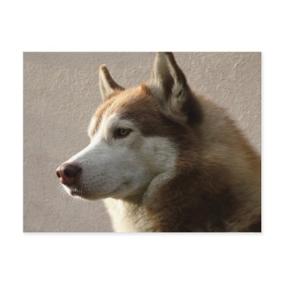 Siberian Husky Dogs Postcard