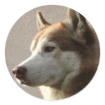 Siberian Husky Dogs Sticker