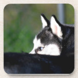 Siberian Husky Drink Coaster