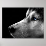 Siberian Husky Face Print