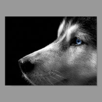 Siberian Husky Face posters