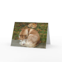 Siberian Husky & German Klein Spitz Pomeranian cards