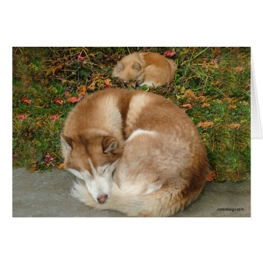 german spitz vs pomeranian german spitz wallpaper german spitz vs pomeranian german spitz wallpaper
