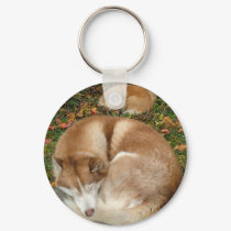 Siberian Husky & German Klein Spitz Pomeranian keychains by ironydesignphotos Siberian Husky & German Klein Spitz Pomeranian keychains