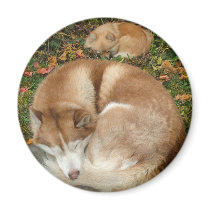 Siberian Husky & German Klein Spitz Pomeranian magnets by ironydesignphotos Siberian Husky & German Klein Spitz Pomeranian magnets