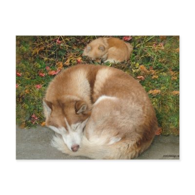 Siberian Husky & German Klein Spitz Pomeranian Post Cards by ironydesignphotos