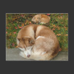 Siberian Husky & German Klein Spitz Pomeranian