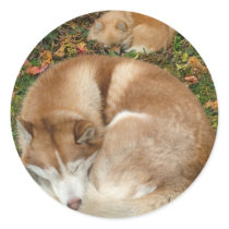 Siberian Husky & German Klein Spitz Pomeranian stickers