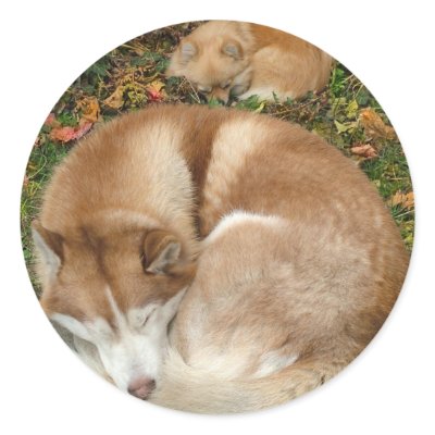 Siberian Husky & German Klein Spitz Pomeranian Round Stickers by ironydesignphotos