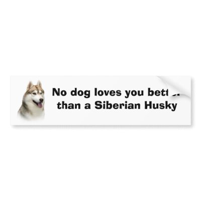 Siberian Husky Gorgeous Bumper Sticker
