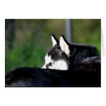 Siberian Husky greeting card