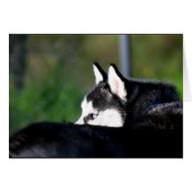 Siberian Husky greeting card