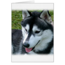 Siberian Husky Greeting Card