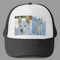 Siberian Husky hat by nwillens Siberian Husky hat