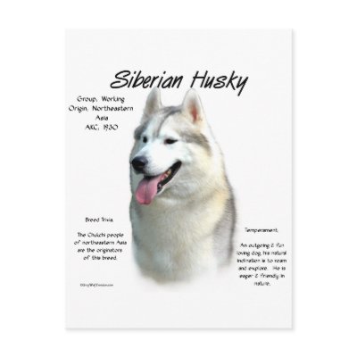 Siberian Husky History Design post card