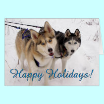 Siberian Husky Holiday Card cards