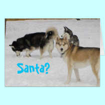 Siberian Husky Holiday Christmas Card cards