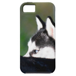 Siberian husky iPhone 5 covers