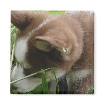 Siberian Husky Magnets