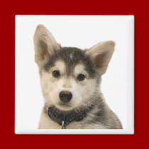 Siberian Husky Magnet