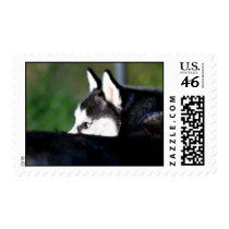 Siberian Husky postage