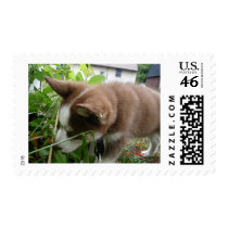 Siberian Husky Postage Stamps