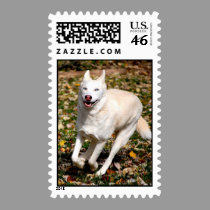 Siberian Husky postage stamp