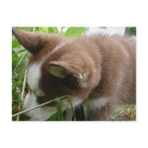 Siberian Husky Postcard