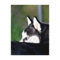 Siberian Husky postcard