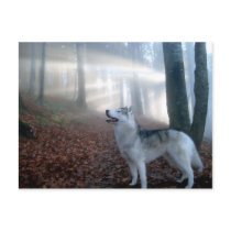 Siberian Husky - postcard