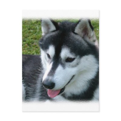 Siberian Husky Postcard