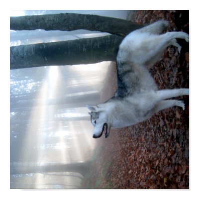 Siberian Husky - Poster