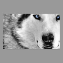 Siberian Husky Poster posters