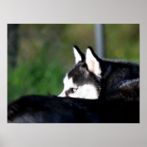 Siberian Husky Print