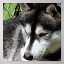 Siberian Husky Poster