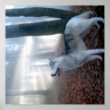 Siberian Husky - poster