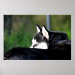 Siberian Husky poster