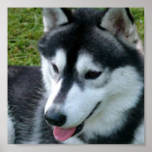 Siberian Husky Print