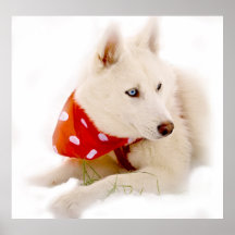 Siberian Husky Print
