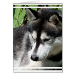 Siberian Husky Profile Greeting Card