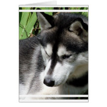 Siberian Husky Profile Greeting Card