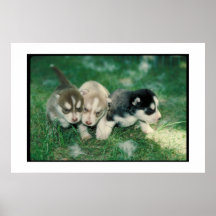Siberian Husky Puppies Poster