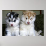 Siberian Husky Puppies Print