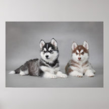 Siberian husky puppies posters