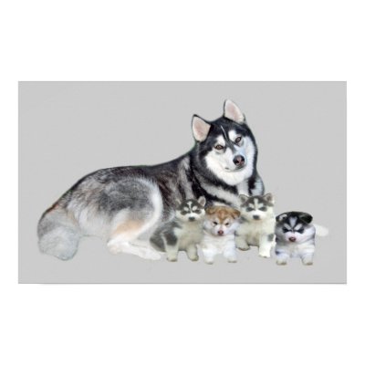 Siberian Husky & Puppies Print